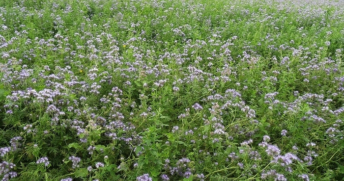 Lacy (Phacelia), phacelia tanacetifolia in bloom in a field, Green Manure, Normandy in France, by Lacz Gerard