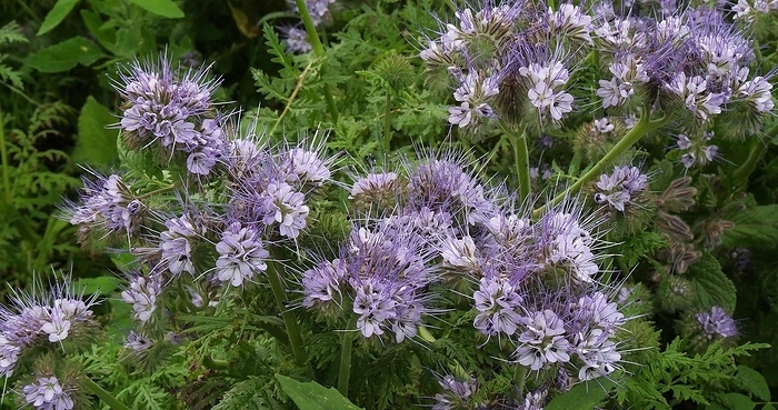 Lacy (Phacelia), phacelia tanacetifolia in bloom in a field, Green Manure, Normandy in France, by Lacz Gerard