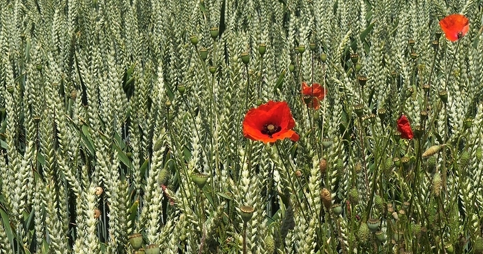 Poppies in a Wheat Field (papaver rhoeas), in bloom, Normandy in France, by Lacz Gerard