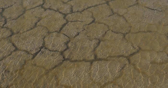 Water and Drought in the Marshes of Camargue, in the South East of France, by Lacz Gerard