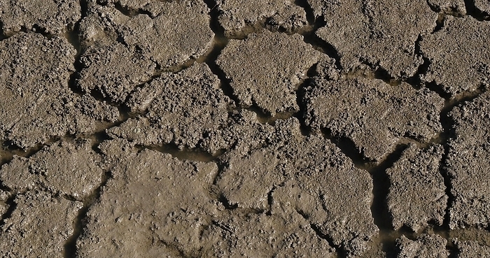 Water and Drought in the Marshes of Camargue, in the South East of France, by Lacz Gerard