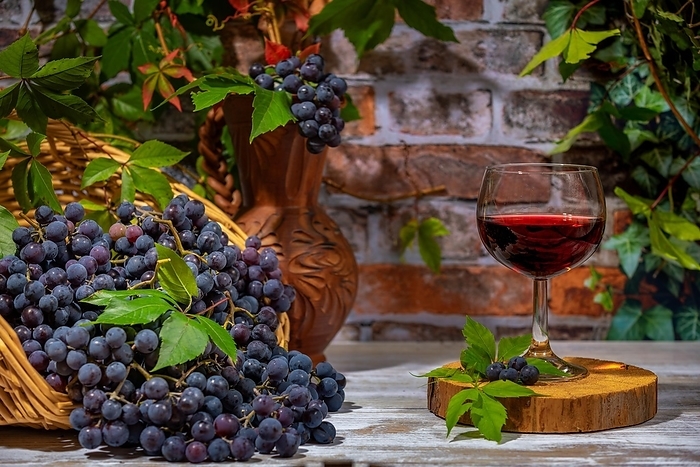 Blue burgundy grapes in and beside basket with wine jug and wine glass in front of brick wall with leaves, by Lucas Seebacher