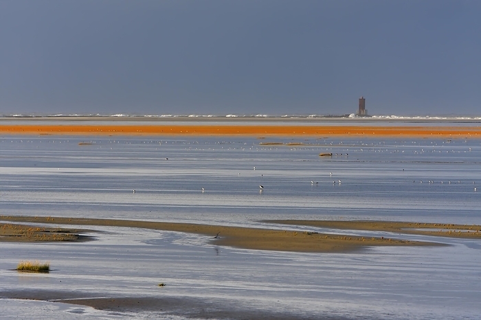 View into the mudflats to the north on the island of Minsener Oog, Lower Saxony Wadden Sea National Park, Lower Saxony, Germany, Europe, by Volker Lautenbach