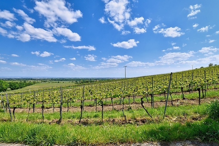 Vineyards in Wachenheim in Rhineland-Palatinate, Germany, Europe, by Firn