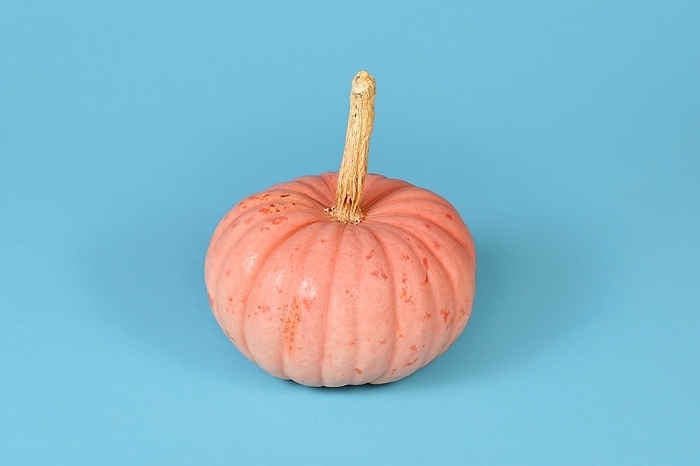 Pastel pink colored 'Miss Sophie Pink' Halloween pumpkin on blue background, by Firn