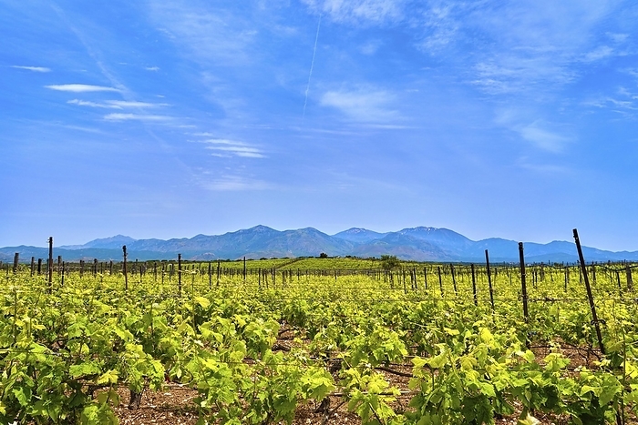 Beautiful landscape with vineyards and distant mountains, Crete island, Greece. Wine production, autochthonous grape variety, Greek vine and winemaking, summer, sunny day, daytime haze, heat, Cretan countryside, Mediterranean traditions, by Natallia Pershaj