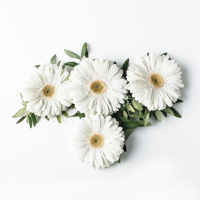 Top view white daisies, by Oleksandr Latkun