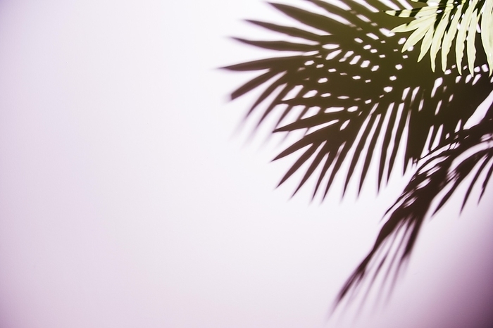 Green palm leaves shadow pink background, by Oleksandr Latkun