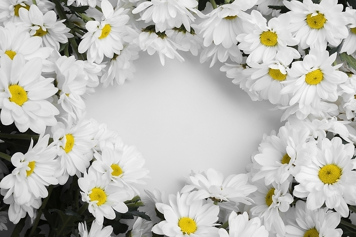Top view assortment daisies frame, by Oleksandr Latkun