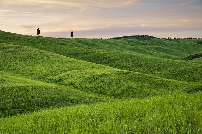 Hilly fields near San Quirico d'Orcia, Val d'Orcia, Tuscany, Italy, Europe, by Robert Haasmann