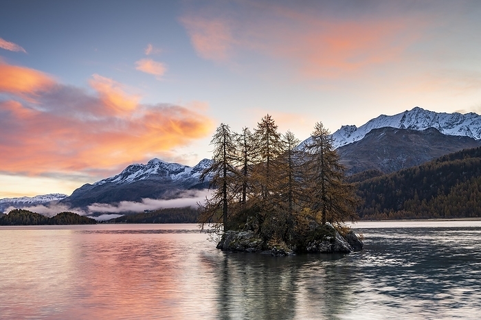 Morning atmosphere at Lake Sils, island with autumn larches, Engadin, Canton Grisons, Switzerland, Europe, by Robert Haasmann