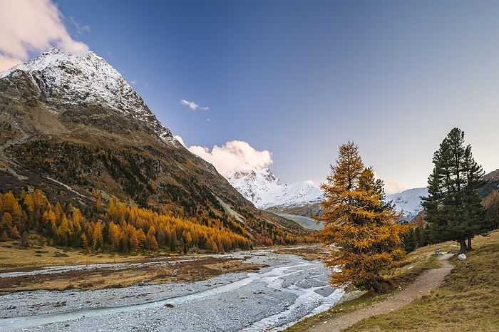 Golden larches, stream and snow-covered mountains in Val Roseg, Pontresina, Engadin, Canton Grisons, Switzerland, Europe, by Robert Haasmann