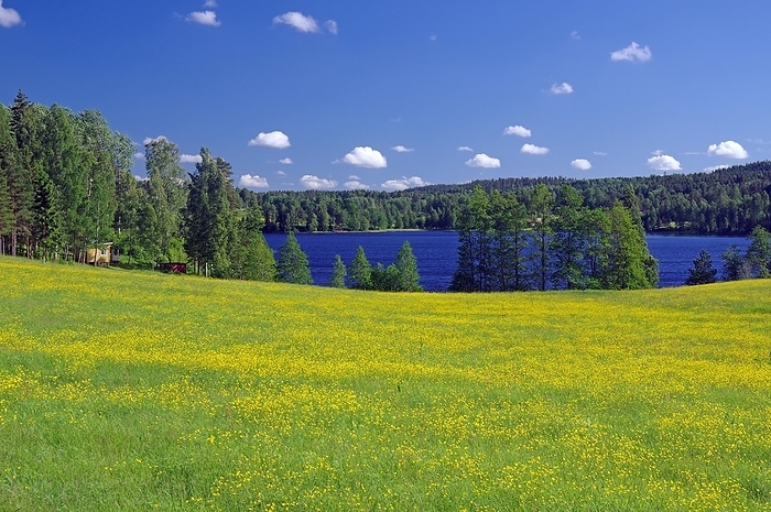 Flowering spring meadow by a lake, Dalsland Canal, Bengtfors, Västra Götaland, Sweden, Europe, by Reinhard Pantke