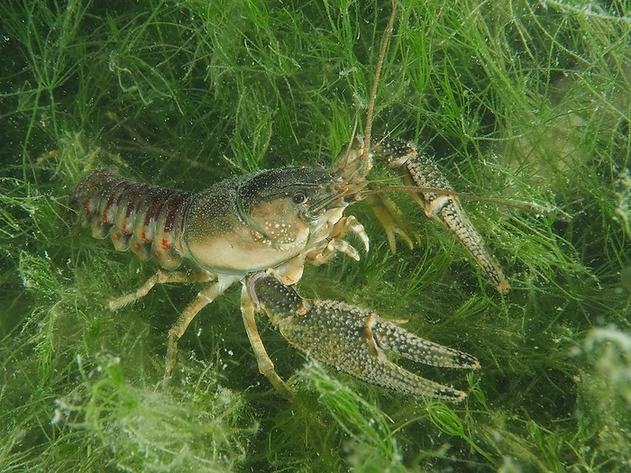 Crayfish (Faxonius limosus), American crayfish, invasive species. Diving site Wildsau, Berlingen, Lake Constance, Switzerland, Europe, by Rolf von Riedmatten