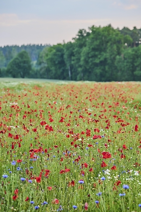 Colorful field with blooming common poppy (Papaver rhoeas) and cornflower (centaurea cyanus) blossoms, Upper Palatinate, Bavaria, Germany, Europe, by David & Micha Sheldon