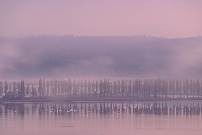 Foggy atmosphere at sunrise with view of the Seerhein, Ermatingen, Lake Constance, Thurgau, Switzerland, Europe, by Stefan Arendt
