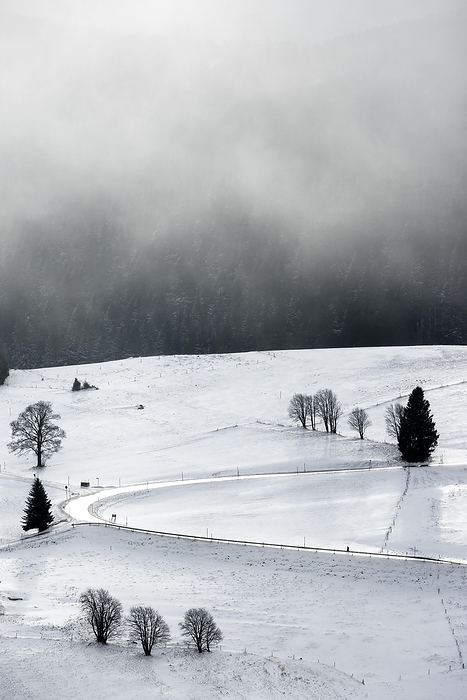 Winter landscape near the wind beeches with fog and morning light, Schauinsland, Hofsgrund, Black Forest, Baden-Württemberg, Germany, Europe, by Stefan Arendt