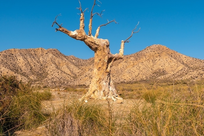 Tree of Misfortune that was a set in a movie in the desert of Tabernas, Almería province, Andalusia. On a trek in the Rambla del Infierno, by Unai Huizi