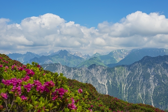 Alpine rose blossom, panorama from Fellhorn, 2038m, to Höfats, 2259m, and other Allgäu mountains, Allgäu Alps, Allgäu, Bavaria, Germany, Europe, by Walter G. Allgöwer