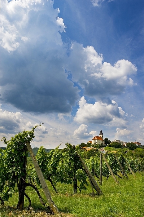 Vineyard, Sankt Anna am Aigen, South Styrian wine country, Styrian market, Austria, Europe, by Wolfgang Weinhäupl