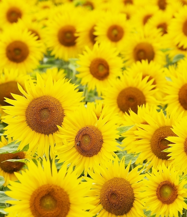 Sunflowers (Helianthus annuus) in a sunflower field near Bad Birnbach, Lower Bavarian spa triangle, Rottal Inn district, Lower Bavaria, Germany, Europe, by Wolfgang Weinhäupl