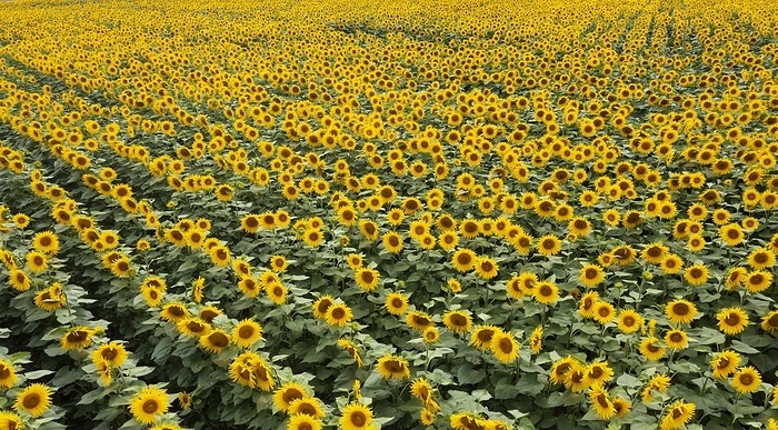 Drone photo, sunflowers (Helianthus annuus) in a sunflower field near Bad Birnbach, Niederbayerische Bäderdreieck, Rottal Inn district, Lower Bavaria, Germany, Europe, by Wolfgang Weinhäupl
