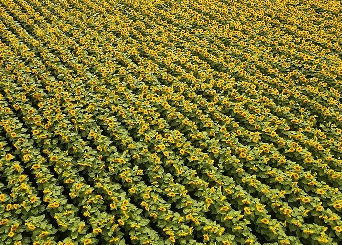 Drone photo, sunflowers (Helianthus annuus) in a sunflower field near Bad Birnbach, Niederbayerische Bäderdreieck, Rottal Inn district, Lower Bavaria, Germany, Europe, by Wolfgang Weinhäupl