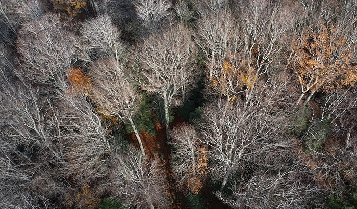 Drone shot, Undeciduous deciduous trees in mixed forest from above, Mondseeland, Salzkammergut, Upper Austria, Austria, Europe, by Wolfgang Weinhäupl
