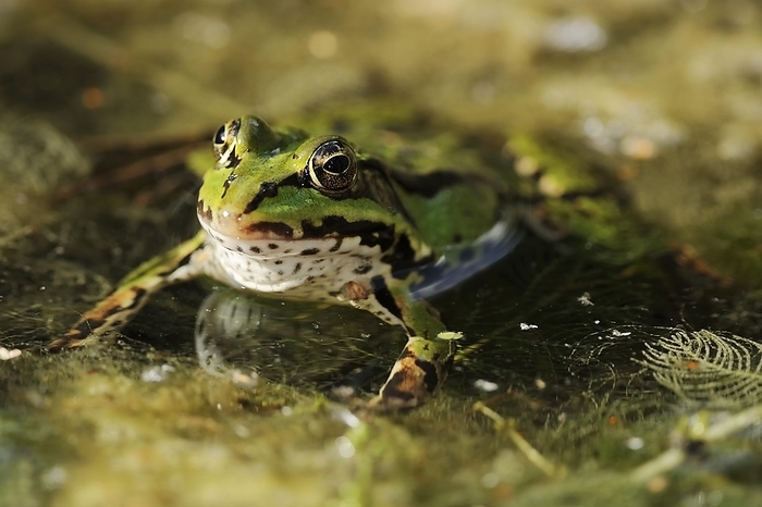 Green frog (Rana esculenta) North Rhine-Westphalia, Germany, Europe, by Christian Hütter