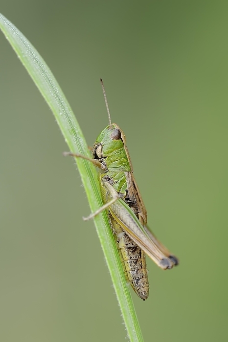 Common grasshopper (Pseudochorthippus parallelus), female, North Rhine-Westphalia, Germany, Europe, by Christian Hütter