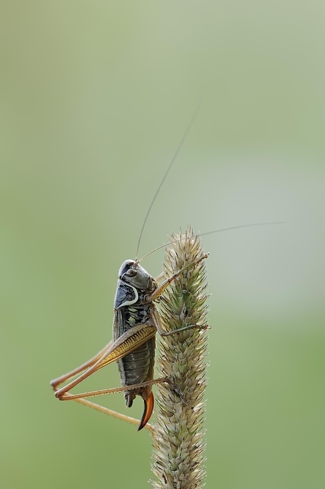 Roesel's bush-cricket (Roeseliana roeselii), female, North Rhine-Westphalia, Germany, Europe, by Christian Hütter