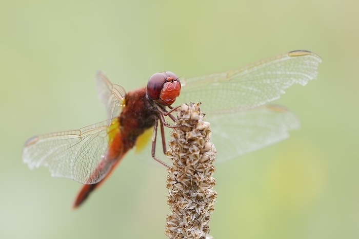 Scarlet dragonfly (Crocothemis erythraea), male, North Rhine-Westphalia, Germany, Europe, by Christian Hütter