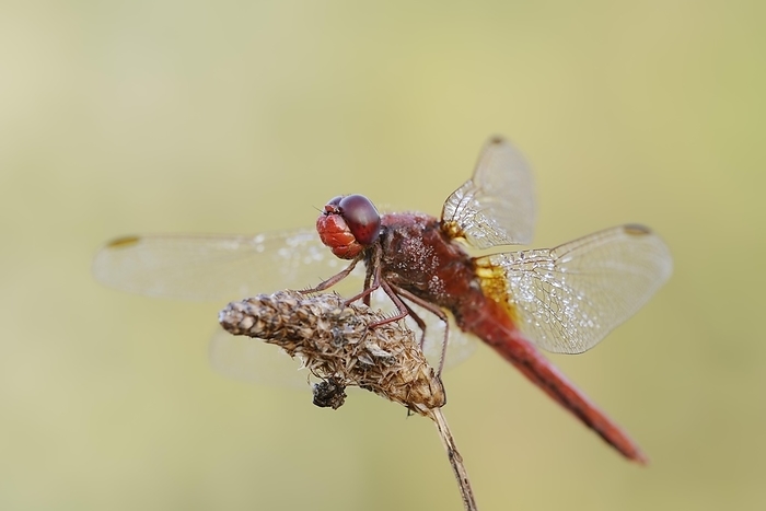 Scarlet dragonfly (Crocothemis erythraea), male, North Rhine-Westphalia, Germany, Europe, by Christian Hütter