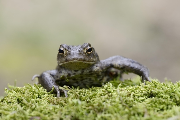Common toad (Bufo bufo), North Rhine-Westphalia, Germany, Europe, by Christian Hütter