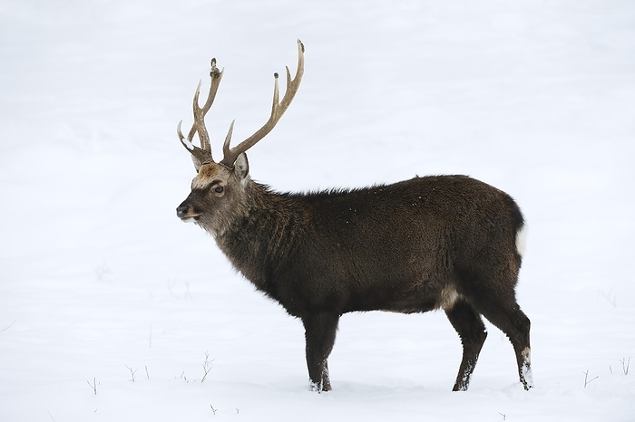 Sika deer (Cervus nippon) in winter, Germany, Europe, by Christian Hütter
