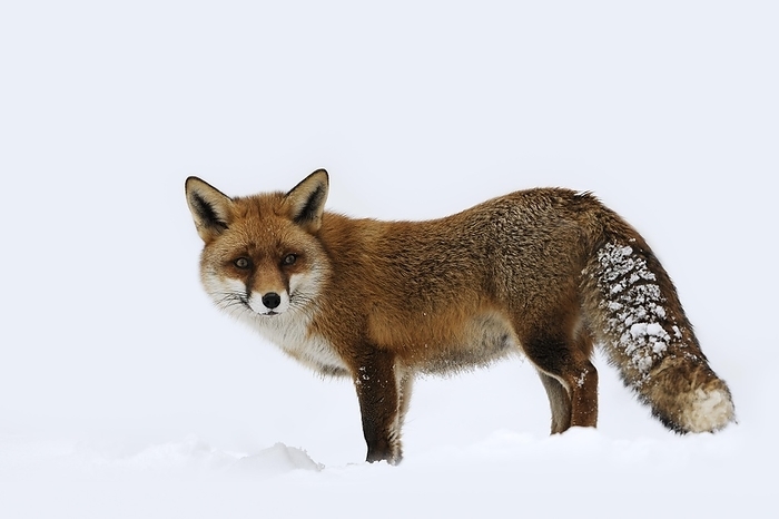 Red fox (Vulpes vulpes) in winter, Saxony, Germany, Europe, by Christian Hütter