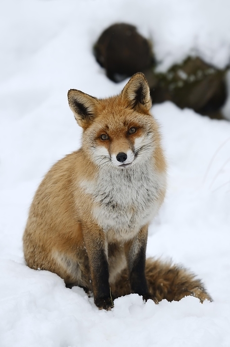 Red fox (Vulpes vulpes) in winter, Bavaria, Germany, Europe, by Christian Hütter