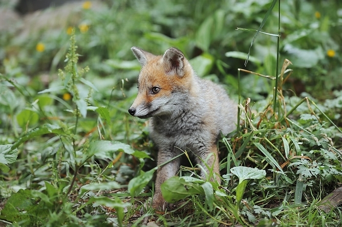 Red fox (Vulpes vulpes), young animal, North Rhine-Westphalia, Germany, Europe, by Christian Hütter