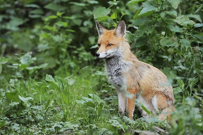 Red fox (Vulpes vulpes), North Rhine-Westphalia, Germany, Europe, by Christian Hütter