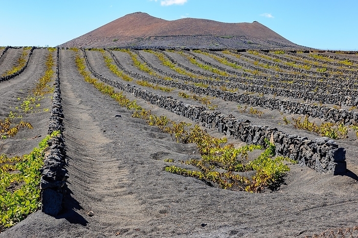 Vineyard for volcanic wine on volcanic soil volcanic ash, Lanzarote, Canary Islands, Spain, Europe, by Frank Schneider
