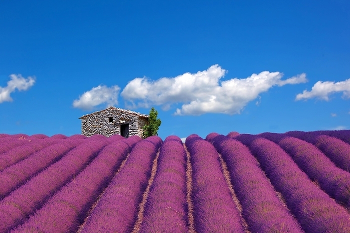 Lavender field with sheepfold in Sault, Provence, by Klaus Rein