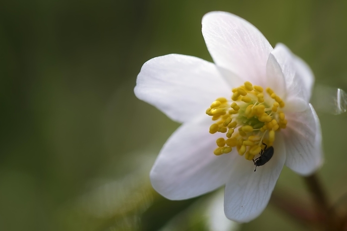 Open flower of Wood Anemone (Anemonoides nemorosa) (Syn. Anemone nemorosa), Anemone, Müritz National Park, Mecklenburg-Western Pomerania, Germany, Europe, by Volker Lautenbach