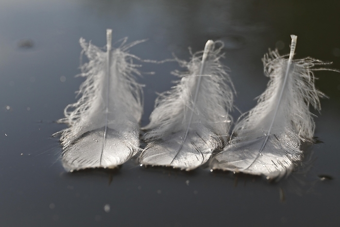 Feathers in the water, nature abstract, Peene Valley River Landscape nature park Park, Mecklenburg-Western Pomerania, Germany, Europe, by Volker Lautenbach