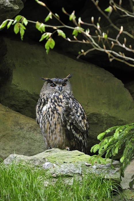 Eurasian Eagle owl (Bubo bubo) sitting on rock ledge in cliff face, Germany, Europe, by alimdi / Arterra / Philippe Clément