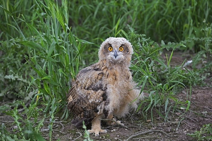 Eurasian eagle-owl (Bubo bubo), young European eagle-owl owlet sitting exposed on the ground in grassland, meadow in summer, by alimdi / Arterra / Sven-Erik Arndt