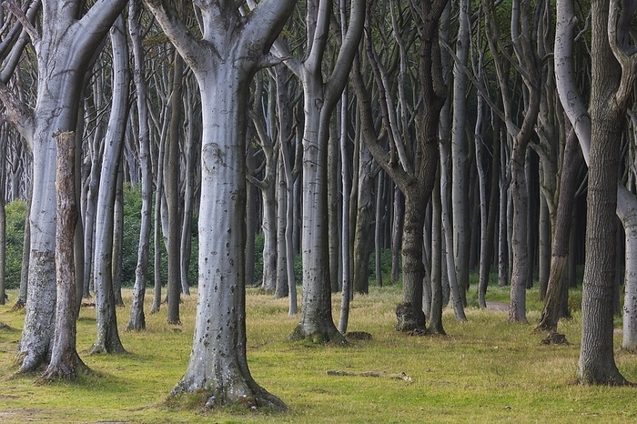 Beech trees, shaped by strong sea winds, at Ghost Wood, Gespensterwald along the Baltic Sea beach at Nienhagen, Mecklenburg-Vorpommern, Germany, Europe, by alimdi / Arterra / Sven-Erik Arndt