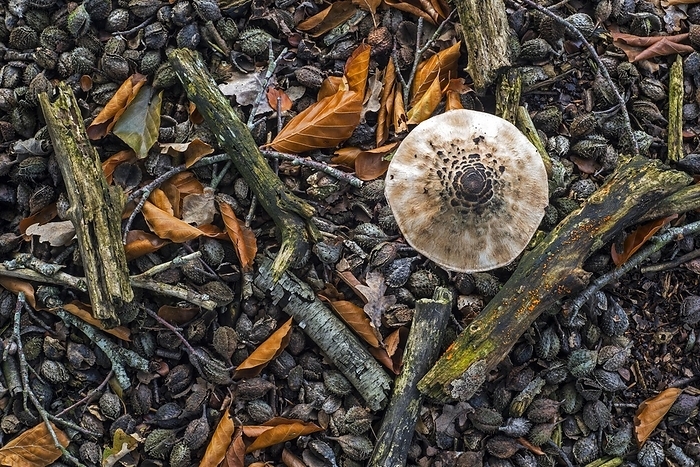 Parasol mushroom (Macrolepiota procera) and fallen beech nuts, cupules, husks on the forest floor in autumn, fall, by alimdi / Arterra / Philippe Clément