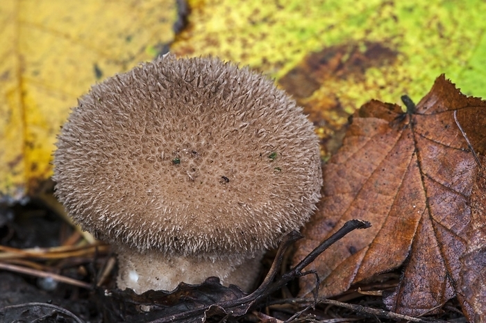 Dusky puffball (Lycoperdon nigrescens) (Lycoperdon foetidum) growing on the forest floor, by alimdi / Arterra / Philippe Clément