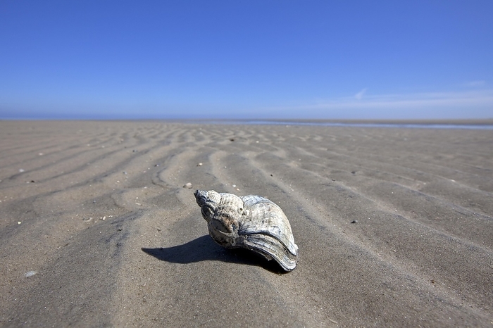 Common Whelk (Buccinum undatum) on beach, Wadden Sea, Germany, Europe, by alimdi / Arterra / Sven-Erik Arndt