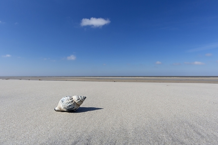 Common whelk (Buccinum undatum) washed on beach, Wadden Sea National Park, Schleswig-Holstein, Germany, Europe, by alimdi / Arterra / Sven-Erik Arndt